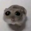 jasethefazz644